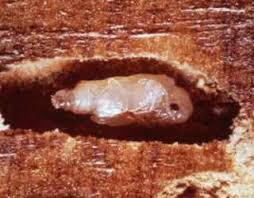 Woodworm Identification & Treatment Solutions | Peter Cox