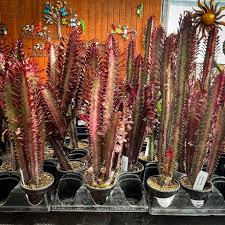 Image result for Euphorbia rubriflora