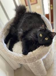 Felt Cute Might Delete Later Idk In 2020 Cute Baby Animals Cute Little Animals Beautiful Cats