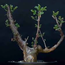 Image result for Commiphora pteleifolia