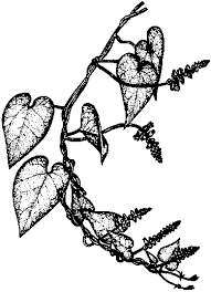 Image result for Oxygonum buchananii