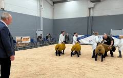 Show of Suffolk Sheep
