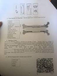 Long bone diagram labeled, find out more about long bone diagram labeled. Solved 2 Gross Anatomy Of A Long Bone Label The Figure Chegg Com