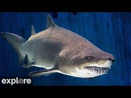 Shark Lagoon Cam Powered By Explore Org Youtube In 2020 Species Of Sharks Elephant Park Reef Shark