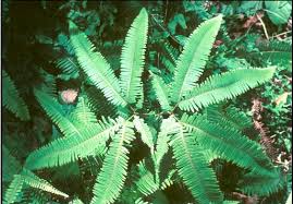 Image result for Gleicheniaceae