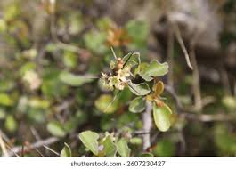 Image result for Gymnosporia buxifolia