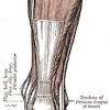 The supraspinatus, the infraspinatus, the teres minor and the subscapularis. 1