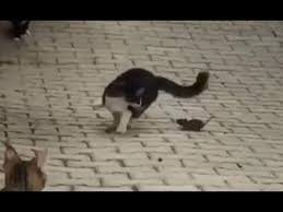 O Sarki Gercek Oldu Fareden Korktu Kedi Kedi Pirr Ucuverdi Youtube