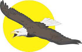 10 Mewarnai Gambar Burung Elang Eagle Drawing Cartoon Clip Art