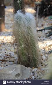 Cephalocereus Senilis Der Mexikanischen Alter Mann Kaktus Wachst Die Garfield Park Conservatory In Chicago Illinois Stockfotografie Alamy
