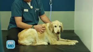 Tcc is basically a cancer of the inner lining of the bladder. Bone Cancer Osteosarcoma In Dogs Petmd