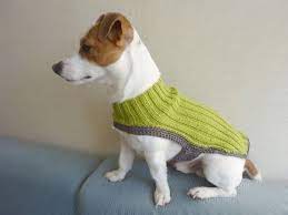 orgu kopek kiyafetleri nalan unal parti organizasyon kopek kopek malzemeleri evcil hayvan kiyafetleri