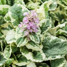 Image result for Ajuga