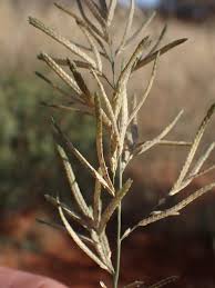 Image result for Eragrostis pallens
