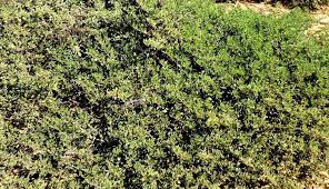 Image result for Zaleya