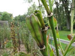 A trench about two inches deep was dug the pods were shaken over the trench, then laid along the cedar board edge since there were still a i do deadhead most of the lilies here, after the initial experiment of lily seed growing, but as. Lilies Forum Asiatic Lily Seed Pods Garden Org