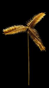 Image result for Dactyloctenium geminatum