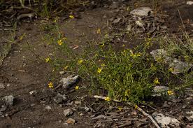 Image result for Calostephane divaricata