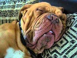 A mastiff is a large and powerful type of dog. Bordeaux Dogge Butch Schlaft Teil 2 Youtube