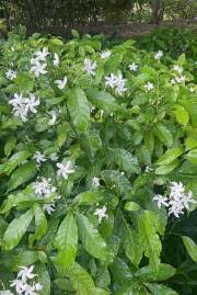 Image result for Tabernaemontana brachyantha