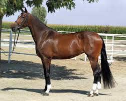 The Dutch Warmblood Kwpn Na Breed Profile Equitrekking