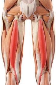 The hamstrings are one of the most important muscle groups for runners and other athletes. Hamstring Strain Injury Recovery Treatment And Timeline Master Athlete Com