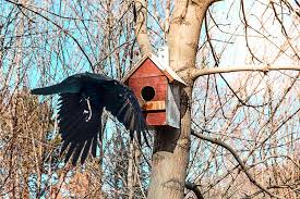 Image result for Flyte Blackbird Nest Box