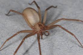 Why You Need Not Fear The Poor Misunderstood Brown Recluse Spider Brown Recluse Spider Brown Recluse Types Of Spiders
