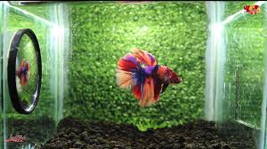 Betta Fish Ikan Cupang