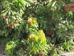 Maybe you would like to learn more about one of these? Kids Lychee Fruit Tree Cooking Magic For Kids
