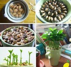 Graine Citron Lemon Seeds Edible Garden Plants