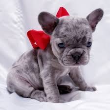 Pets and animals baxter 1,000 $. Winter Wonder French Bulldog Puppy 627831 Puppyspot