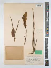 Image result for Anisophyllea quangensis