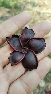 Mr Black Plumeria Flowers Plumeria Plumaria Flower