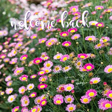 Green View Garden Cameron Highlands Home Facebook