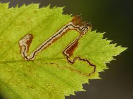 Image result for Stigmella floslactella