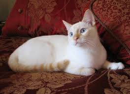 My flame point is the sweetest boy. Flame Point Siamese Cat Siamese Cats Crazy Cats Cats