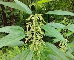 Image result for Urtica