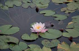 Nel pacchetto troverete le immagini per la stampa come figure sopra. Fiori Di Loto E Ninfee Nei Laghetti Da Giardino Passione In Verde