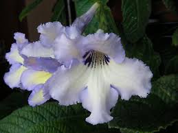 Image result for Streptocarpus goetzei