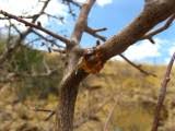 Image result for Commiphora tenuipetiolata