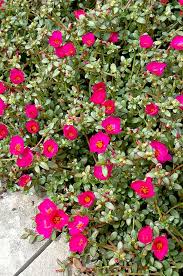 Image result for Portulaca oleracea