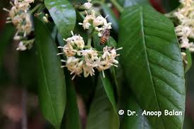 Image result for Tarenna pavettoides