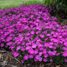 Купить paint the town red. Dianthus Paint The Town Fuchsia Pp28636 Cpbr5815 Walters Gardens Inc