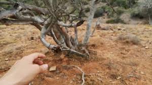 Image result for Pappea capensis