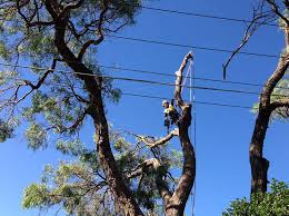 Tree Removal Castle Hill In 2020 Tree Removal Tree Removal Cost Tree Care