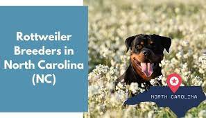$2,500 (charlotte) pic hide this posting restore restore this posting. 33 Rottweiler Breeders In North Carolina Nc Rottweiler Puppies For Sale Animalfate