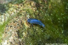 Image result for Daknopholis