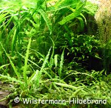 Viele andere arten lassen sich in einem normalen aquarium nicht dauerhaft kultivieren. Wasserkelche Cryptocorynen Als Aquarienpflanzen
