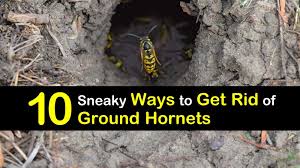 Make sure tostand far enough away before spraying directly at the nest. 10 Sneaky Ways To Get Rid Of Ground Hornets